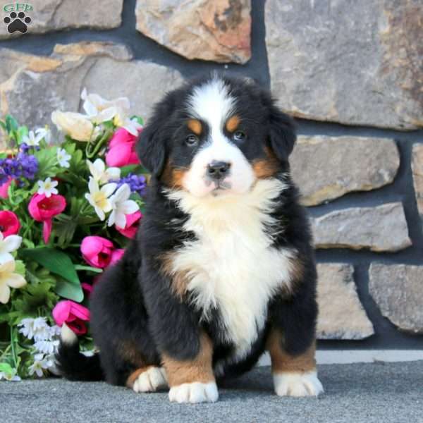Bear, Bernese Mountain Dog Puppy