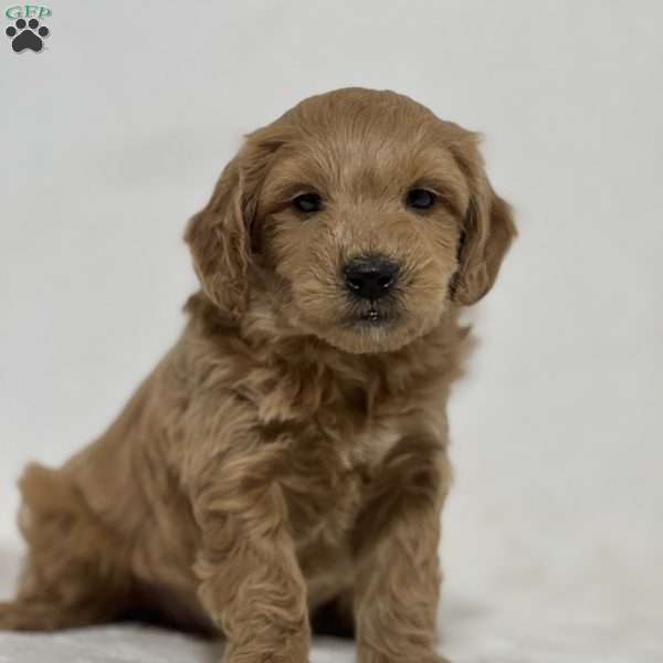 Bear, Mini Goldendoodle Puppy