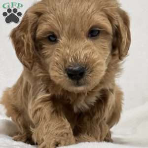 Bear, Mini Goldendoodle Puppy