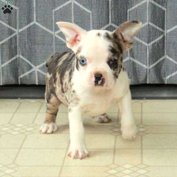 Beatrice, Boston Terrier Puppy