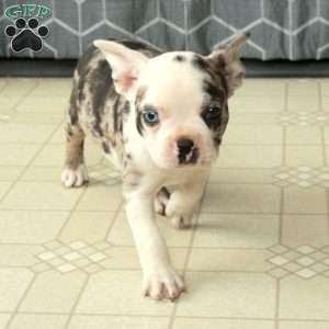 Beatrice, Boston Terrier Puppy