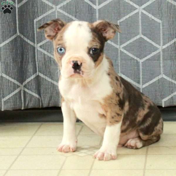 Beau, Boston Terrier Puppy