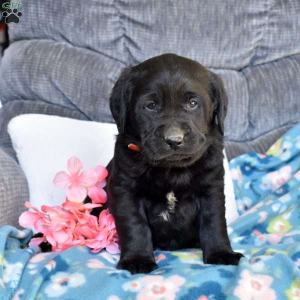 Beau, Black Labrador Retriever Puppy