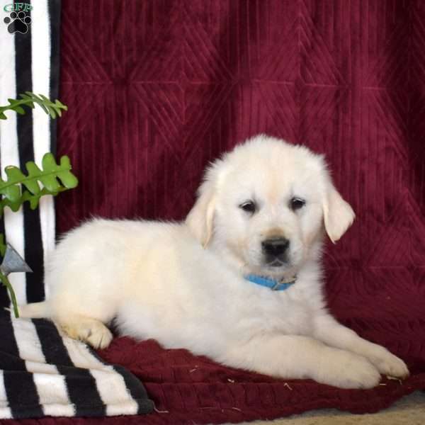 Beau, English Cream Golden Retriever Puppy