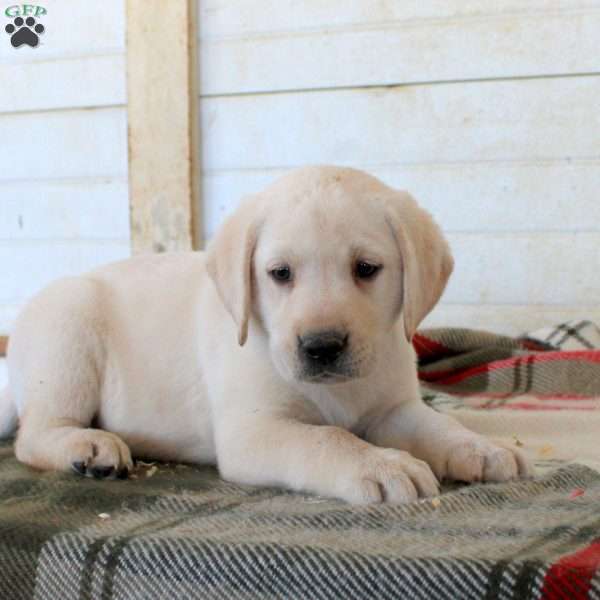 Beau, Yellow Labrador Retriever Puppy