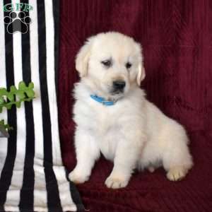 Beau, English Cream Golden Retriever Puppy