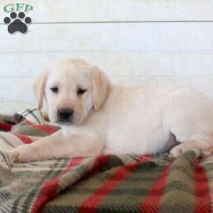 Beau, Yellow Labrador Retriever Puppy