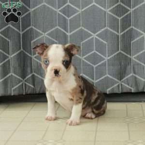 Beau, Boston Terrier Puppy