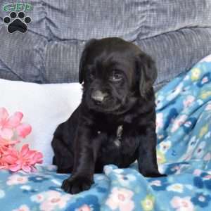 Beau, Black Labrador Retriever Puppy