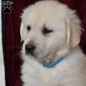 Beau, English Cream Golden Retriever Puppy