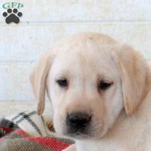 Beau, Yellow Labrador Retriever Puppy