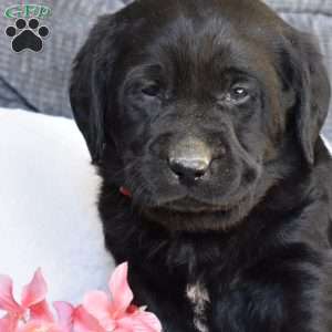 Beau, Black Labrador Retriever Puppy