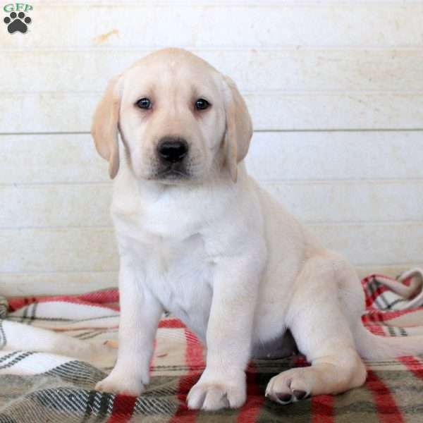 Beauty, Yellow Labrador Retriever Puppy
