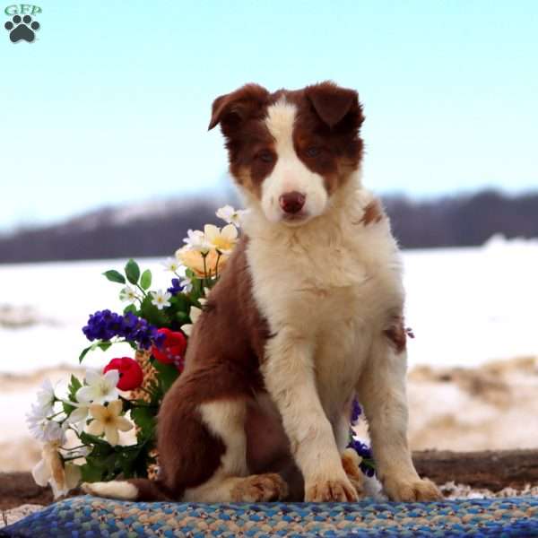 Beauty, Border Collie Mix Puppy
