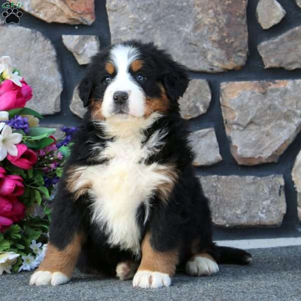 Beauty, Bernese Mountain Dog Puppy