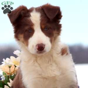 Beauty, Border Collie Mix Puppy