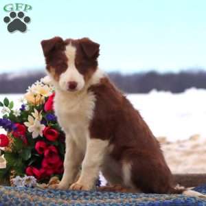 Beauty, Border Collie Mix Puppy