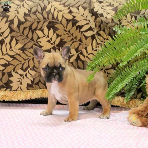 Becky, Frenchton Puppy
