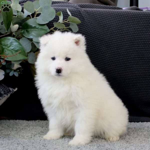 Becky, Samoyed Puppy