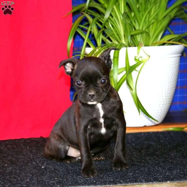 Becky, French Bulldog Mix Puppy