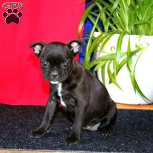 Becky, French Bulldog Mix Puppy