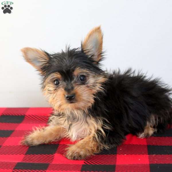 Bella, Yorkie Puppy