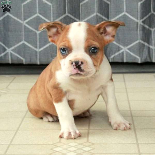 Bella, Boston Terrier Puppy