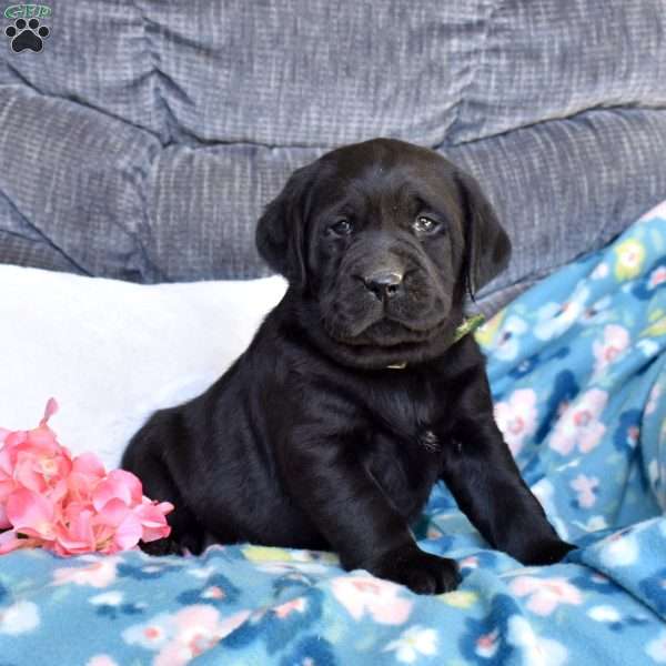 Bella, Black Labrador Retriever Puppy