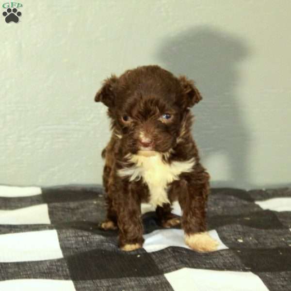 Bella, Portuguese Water Dog Puppy