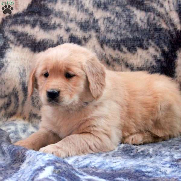 Bella, Golden Retriever Puppy
