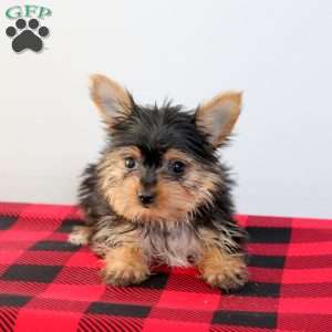 Bella, Yorkie Puppy