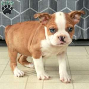 Bella, Boston Terrier Puppy