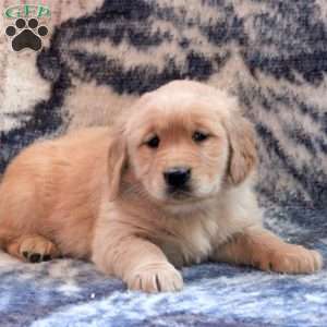 Bella, Golden Retriever Puppy