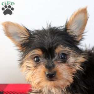 Bella, Yorkie Puppy