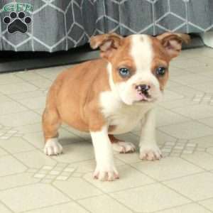 Bella, Boston Terrier Puppy