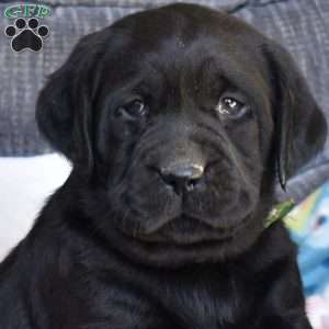 Bella, Black Labrador Retriever Puppy
