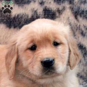Bella, Golden Retriever Puppy