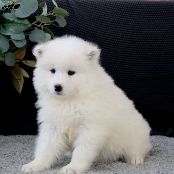 Bella, Samoyed Puppy