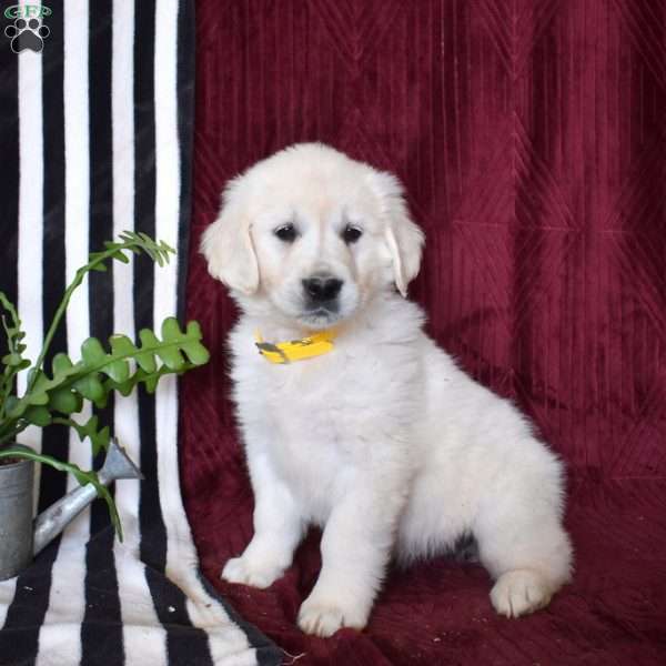 Belle, English Cream Golden Retriever Puppy