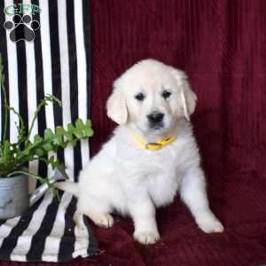 Belle, English Cream Golden Retriever Puppy