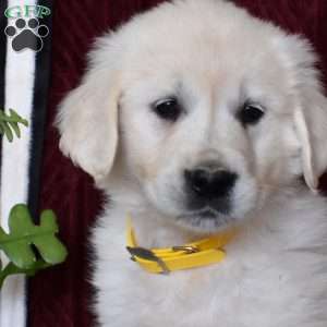 Belle, English Cream Golden Retriever Puppy
