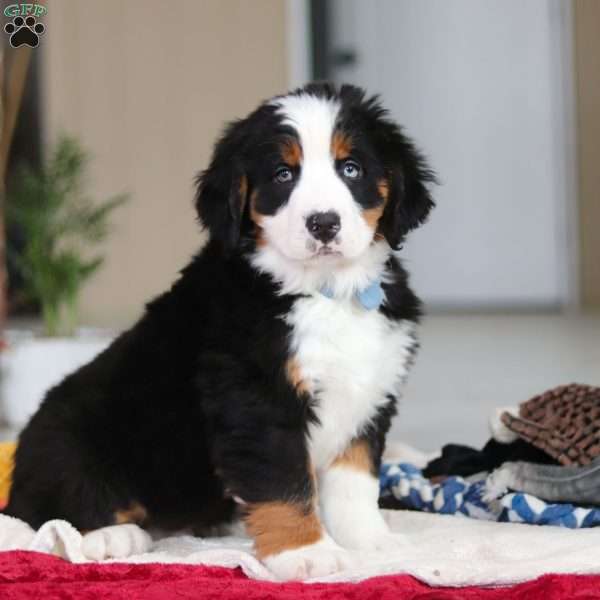 Benji, Bernese Mountain Dog Puppy