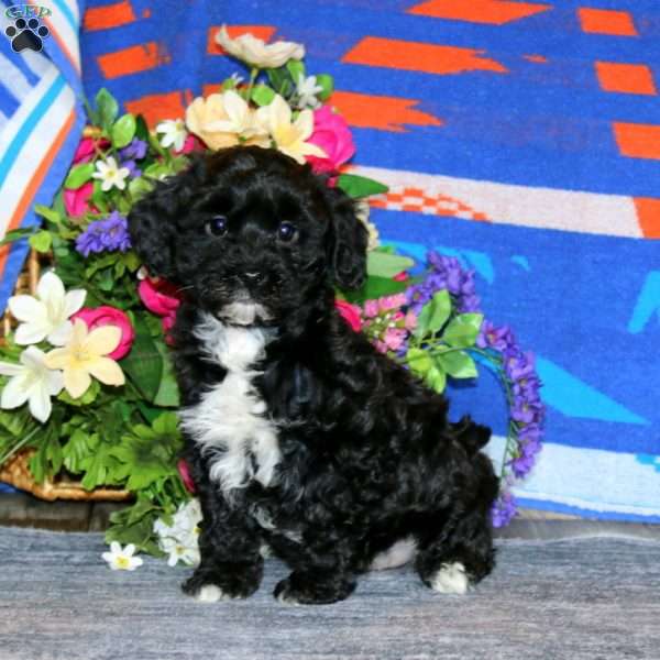 Benji, Havapoo Puppy