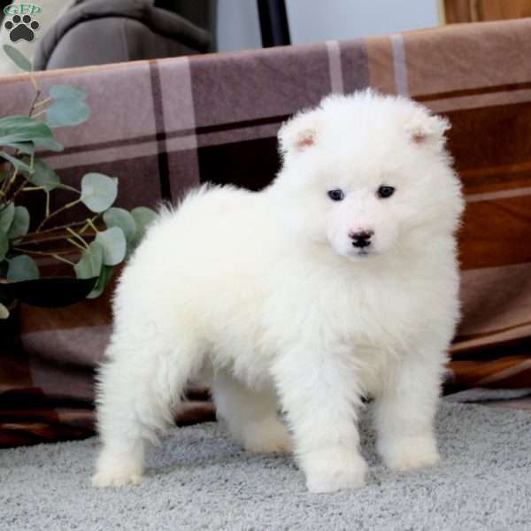 Benji, Samoyed Puppy