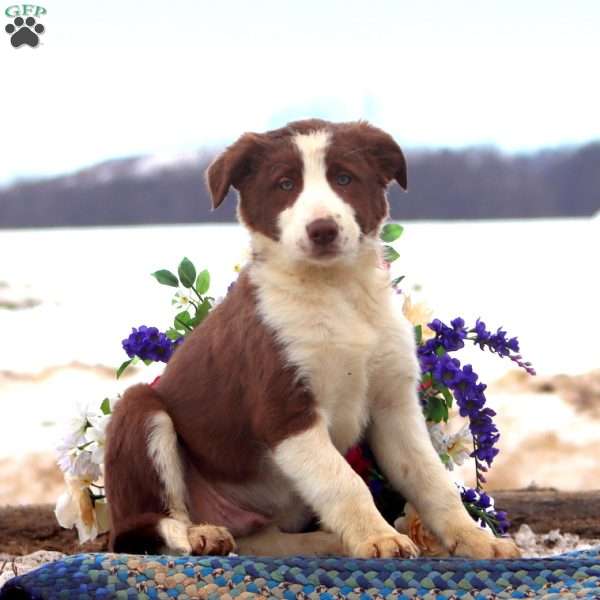 Benji, Border Collie Mix Puppy
