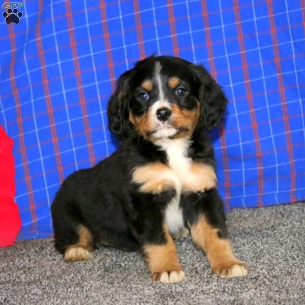 Benji, Miniature Bernese Mountain Dog Puppy