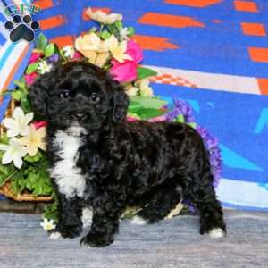 Benji, Havapoo Puppy