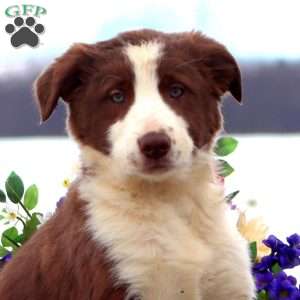 Benji, Border Collie Mix Puppy