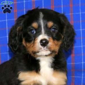 Benji, Miniature Bernese Mountain Dog Puppy