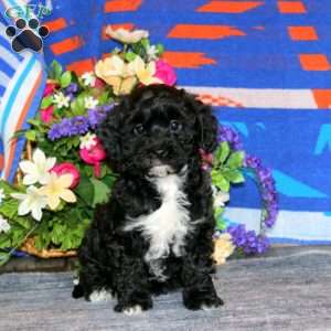 Benji, Havapoo Puppy